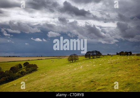 Gli ovini e i bovini sul South Downs con stormy il cielo sopra la testa e il Canale della Manica in distanza. Worthing Sussex, Inghilterra. Foto Stock