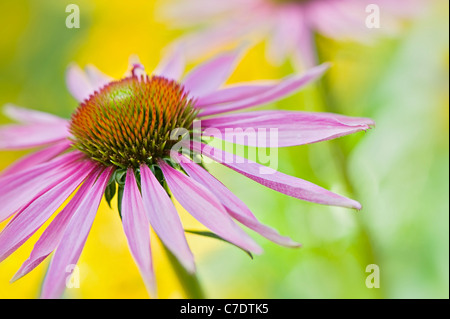 Echinacea purpurea orientale cono viola fiori o coneflower viola Foto Stock