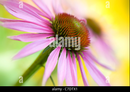 Echinacea purpurea orientale cono viola fiori o coneflower viola Foto Stock