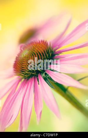 Echinacea purpurea orientale cono viola fiori o coneflower viola Foto Stock