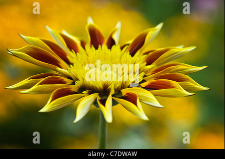 Gazania 'Tiger strisce' - Tesoro Fiore, Alba serie, Gazania rigens Foto Stock