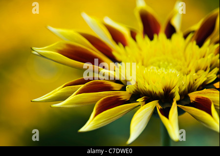 Gazania 'Tiger strisce' - Tesoro Fiore, Alba serie, Gazania rigens Foto Stock