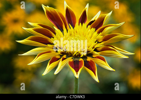 Gazania 'Tiger strisce' - Tesoro Fiore, Alba serie, Gazania rigens Foto Stock