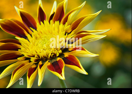 Gazania 'Tiger strisce' - Tesoro Fiore, Alba serie, Gazania rigens Foto Stock