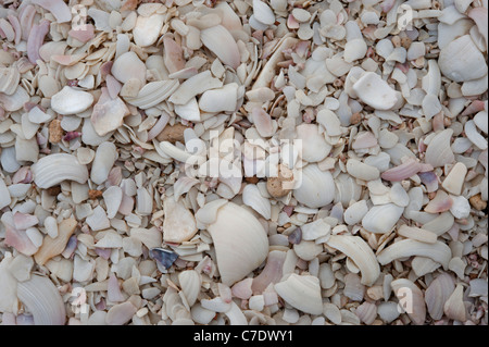 Conchiglie sulla spiaggia di Shelley Foto Stock