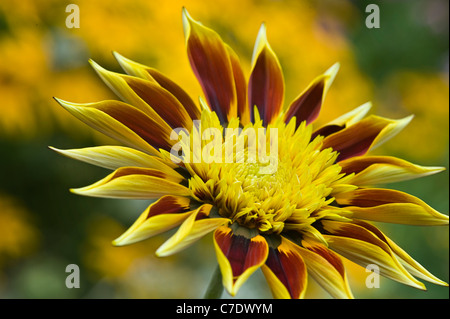 Gazania 'Tiger strisce' - Tesoro Fiore, Alba serie, Gazania rigens Foto Stock