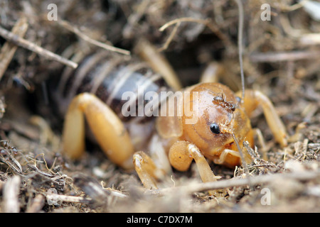 Una mole Cricket con una formica sulla sua testa(!) in California Foto Stock