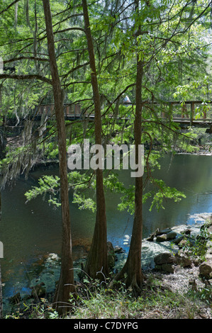 O'Leno membro Park North Florida cipresso calvo alberi lungo le rive del Santa Fe River Foto Stock