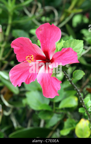 Ibisco rosa Fiore (Hibiscus rosa-sinensis), Papua Nuova Guinea Foto Stock