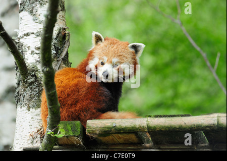 Panda rosso, Highland Wildlife Park, Kincraig, Kingussie, Scozia Foto Stock