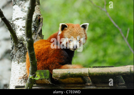 Panda rosso, Highland Wildlife Park, Kincraig, Kingussie, Scozia Foto Stock