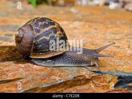 Comune o giardino marrone va a passo di lumaca Helix Aspersa Devon UK Foto Stock