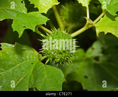 Thorn apple Datura stramonium Devon UK Foto Stock