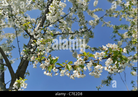 Close-up di melo fioritura in frutteto in primavera, Hesbaye, Belgio Foto Stock