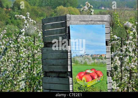 Impilati di cassette di legno nella metà-Jonagold standard apple tree (malus domestica) Orchard a fioritura primaverile, Hesbaye, Belgio Foto Stock