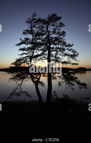 Silhouette di un pino in un lago di sera Foto Stock
