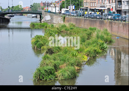 Isola artificiale nel canale per pesci di spawn e luogo di allevamento degli uccelli acquatici in città, Coupure, Gand, Belgio Foto Stock