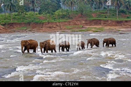 Elefante asiatico Elephas maximus maximus Sri Lanka Foto Stock