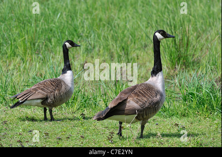 Due Oche del Canada (Branta canadensis) nella prateria, Belgio Foto Stock