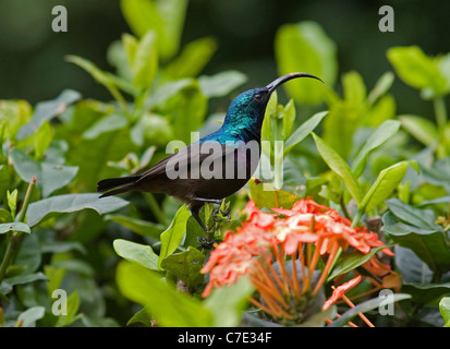 Maroon Loten contraffacciate o lunga fatturati sunbird nectarinia lote Foto Stock