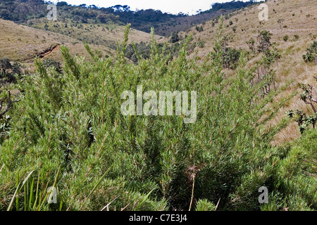 Nana vegetazione di bambù chimonobambusa densifolia Horton's Pla Foto Stock