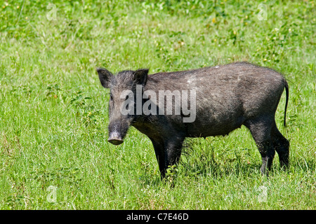 Il cinghiale Sus scrofa Sri Lanka Foto Stock