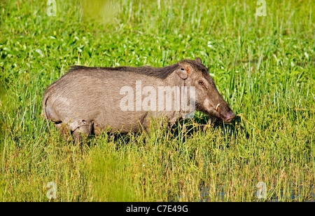 Il cinghiale Sus scrofa Sri Lanka Foto Stock