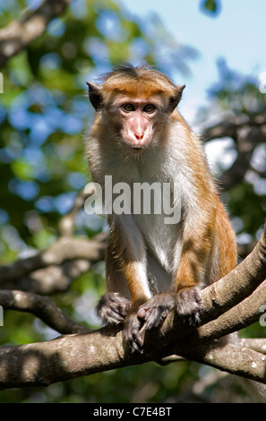 Toque macaque macaca sinica Sri Lanka Foto Stock