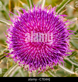 Fiore viola testa di lanosi Thistle Cirsium vulgare visto dal di sopra Foto Stock