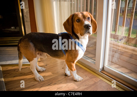 Ritratto di un giovane, tri-color cucciolo beagle. Foto Stock