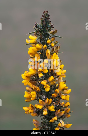 Common gorse Ulex Europaeus in fiore Foto Stock