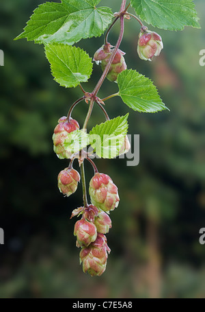 Hop Humulus lupulus fiori sulla vite Foto Stock