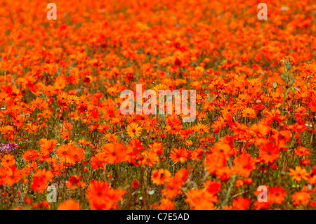 Fiore di arancia capi di Ursinia cakilefolia e altri Namaqualand Margherite, Skilpad Wild riserva di fiori, Namakwaland, Sud Africa Foto Stock