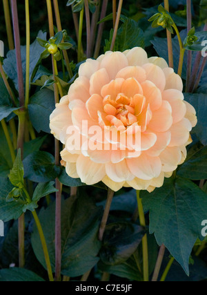 Peschi delicate sfumature di un fiore dahlia in un giardino inglese Foto Stock