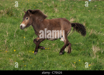 Wild Horse selvatici animali pony Exmoor pony libera Foto Stock