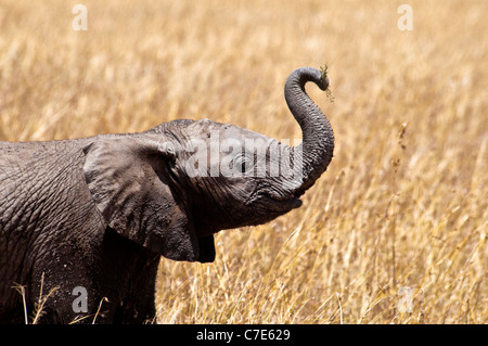 Baby Elefante africano Loxodonta africana, tronco sollevato, il Masai Mara riserva nazionale, Kenya, Africa Foto Stock