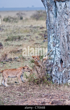Due African Lion Cubs, Panthera leo, uno cerca di arrampicarsi su un albero mentre gli altri morde, il Masai Mara riserva nazionale, Kenya Foto Stock