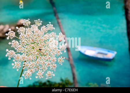 Isole Baleari tipica scena selvaggio con fiori di carota e barca nel Mediterraneo turchese Foto Stock