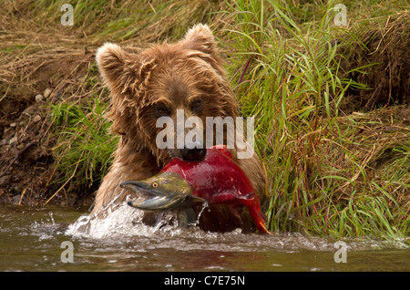 Brown Bear Cub, Ursus arctos afferra un pesce Foto Stock