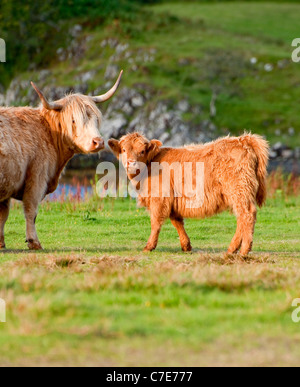 Un altopiano Scozzese di mucca e il suo vitello Foto Stock
