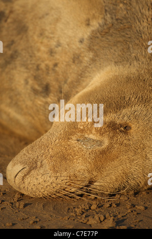 Le foche grigie a Donna nook Foto Stock