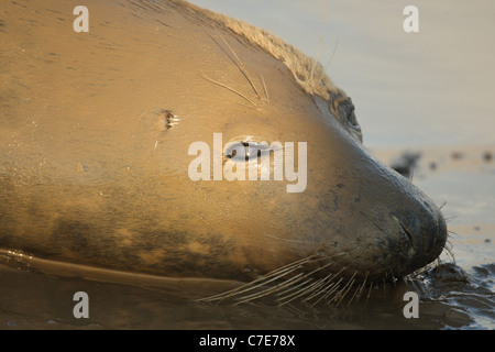 Le foche grigie a Donna nook Foto Stock