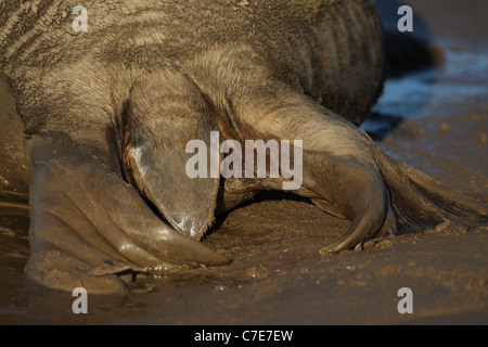 Le foche grigie a Donna nook Foto Stock