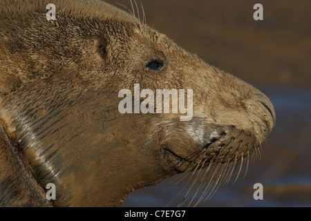 Le foche grigie a Donna nook Foto Stock