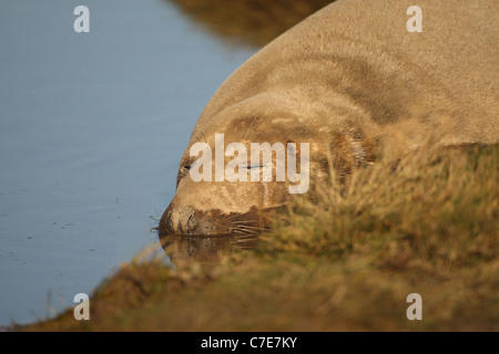 Le foche grigie a Donna nook Foto Stock