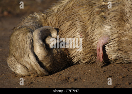 Le foche grigie a Donna nook Foto Stock