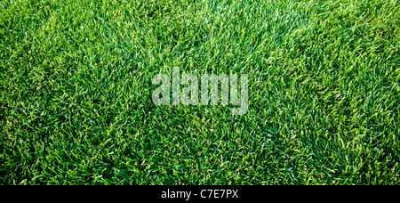 Immagine ravvicinata di molla di fresca erba verde.