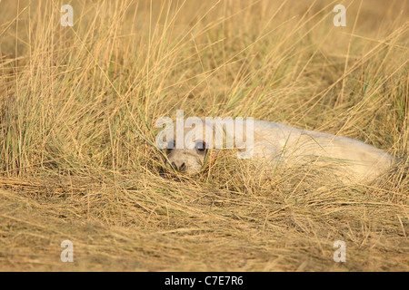 Le foche grigie a Donna nook Foto Stock