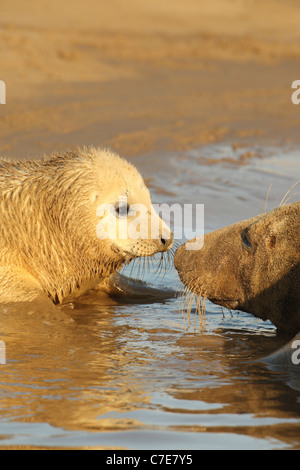 Le foche grigie a Donna nook Foto Stock