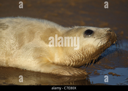 Le foche grigie a Donna nook Foto Stock